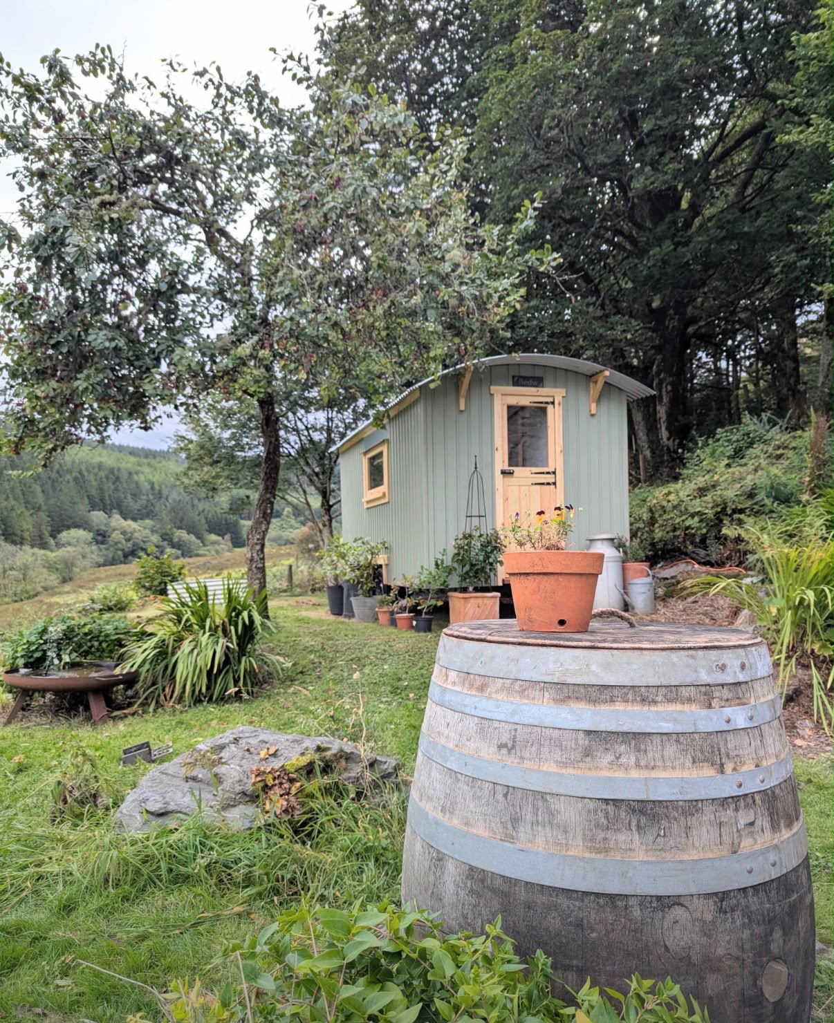 A sage green shepherd's hut among trees above a Welsh valley, with a whisky barrel planter in front.