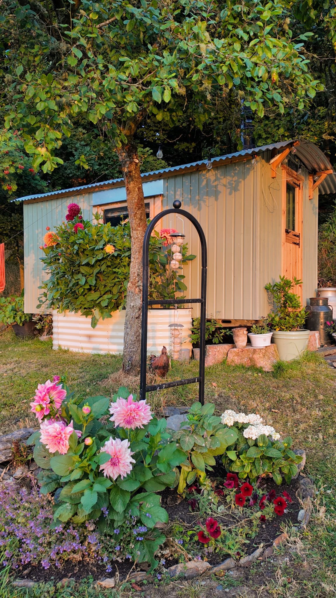 A sage green shepherd's hut at golden hour, with dahlias and flowers in the foreground.